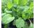 Mustard Spinach Tendergreen 400 seeds